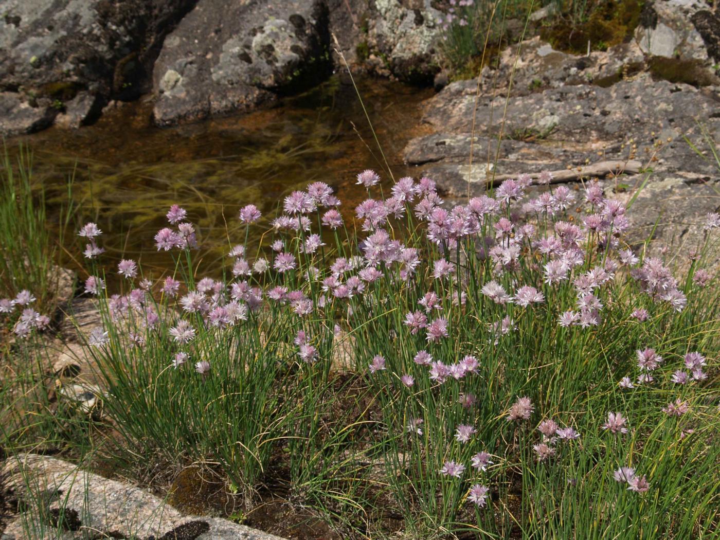 Chives leaf